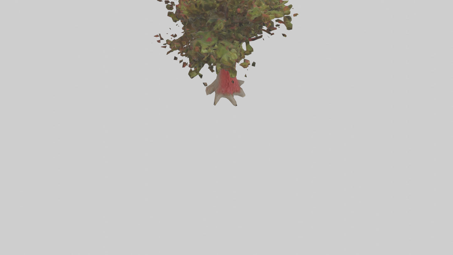 3D model Red Bay tree model VR / AR / low-poly