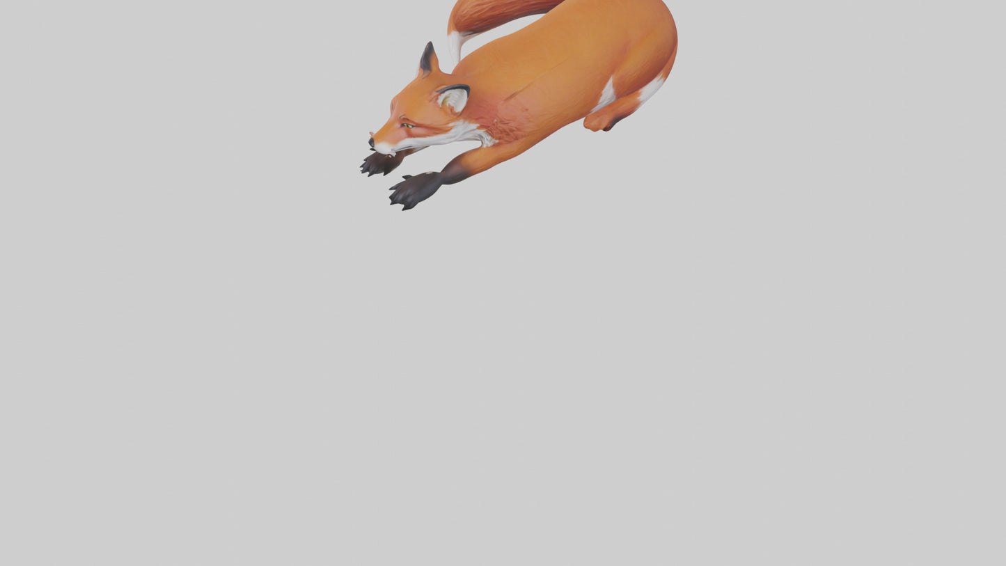 Red Fox resting model VR / AR / low-poly