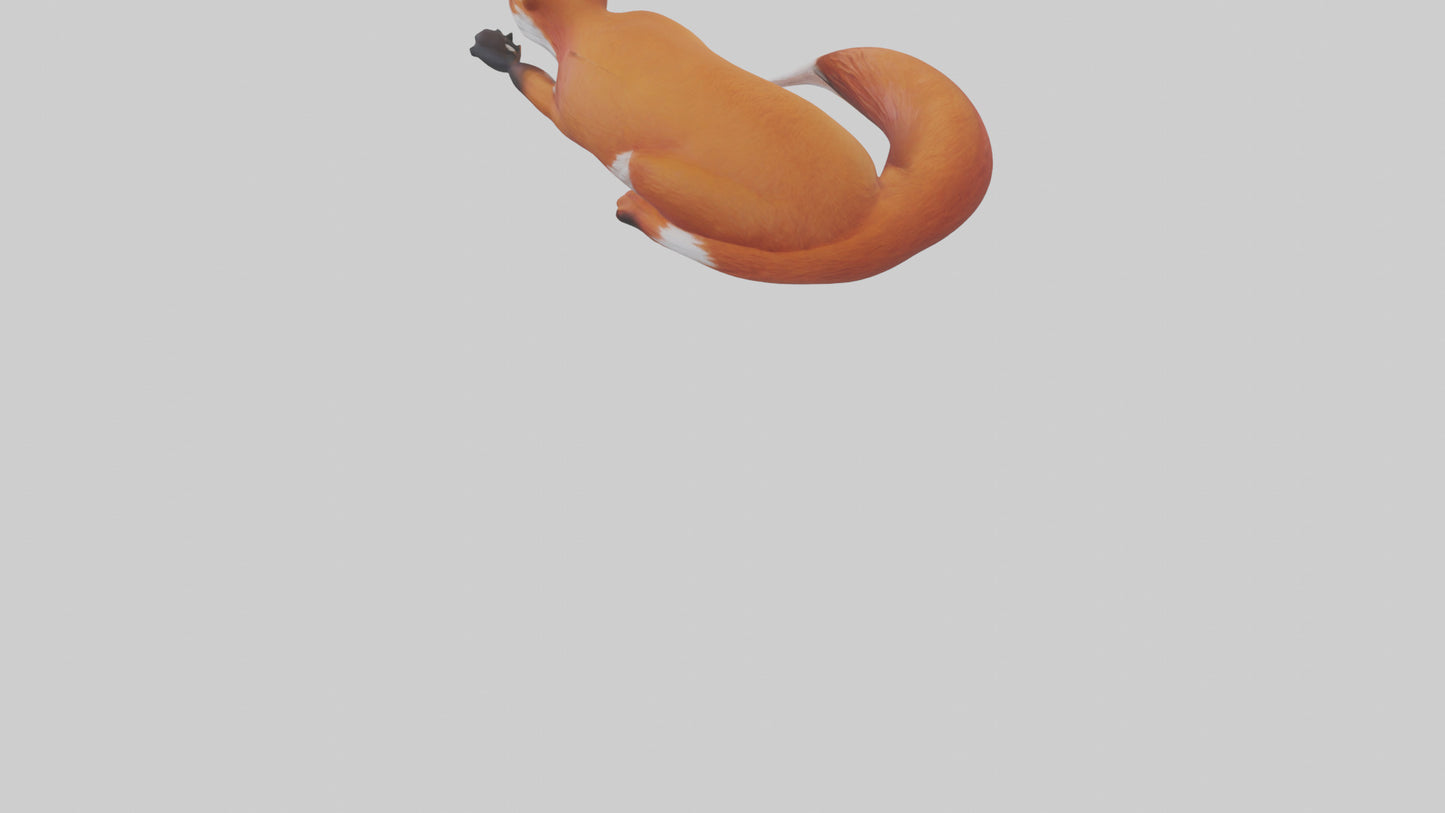 Red Fox resting model VR / AR / low-poly