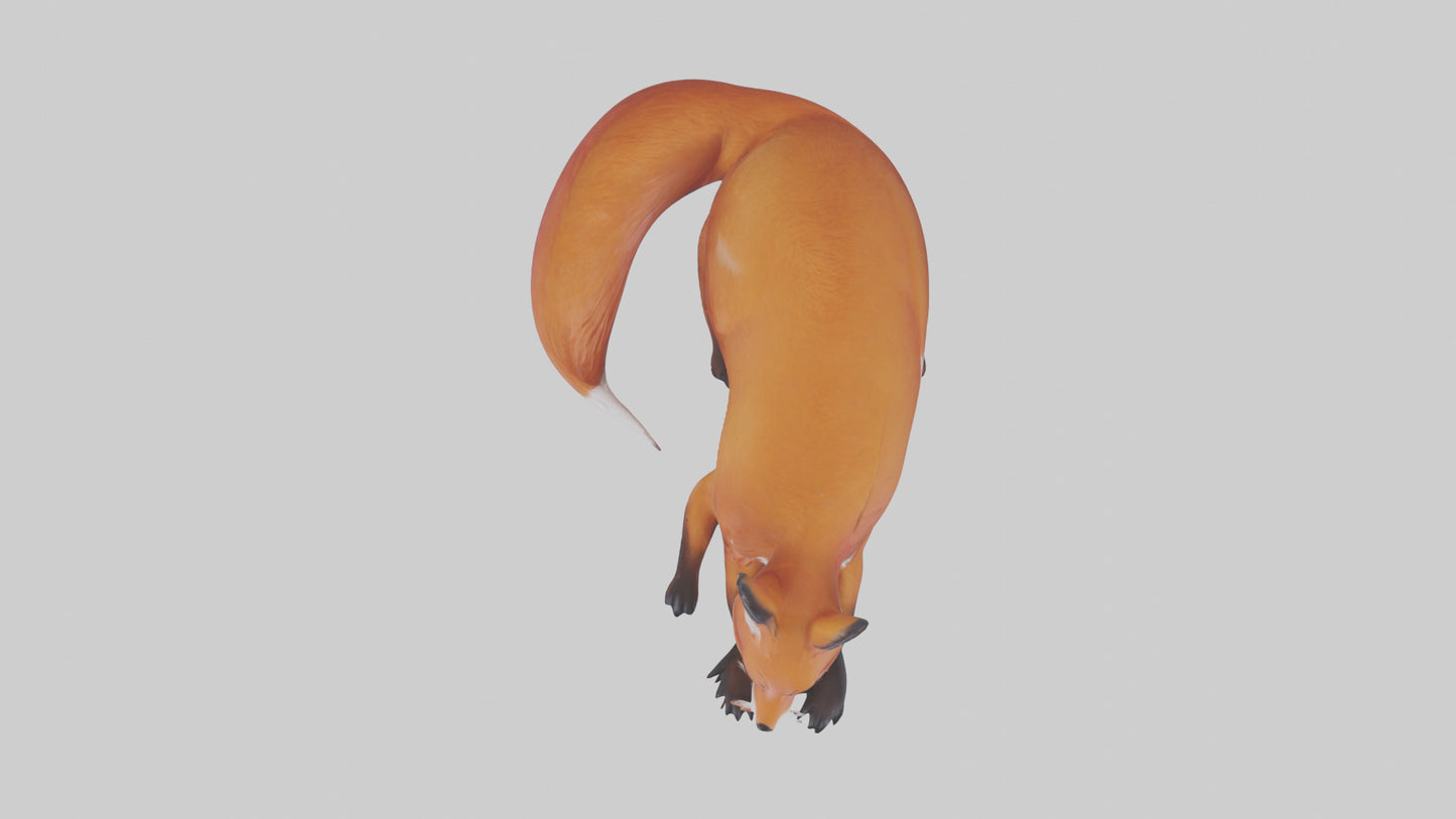 Red Fox resting model VR / AR / low-poly
