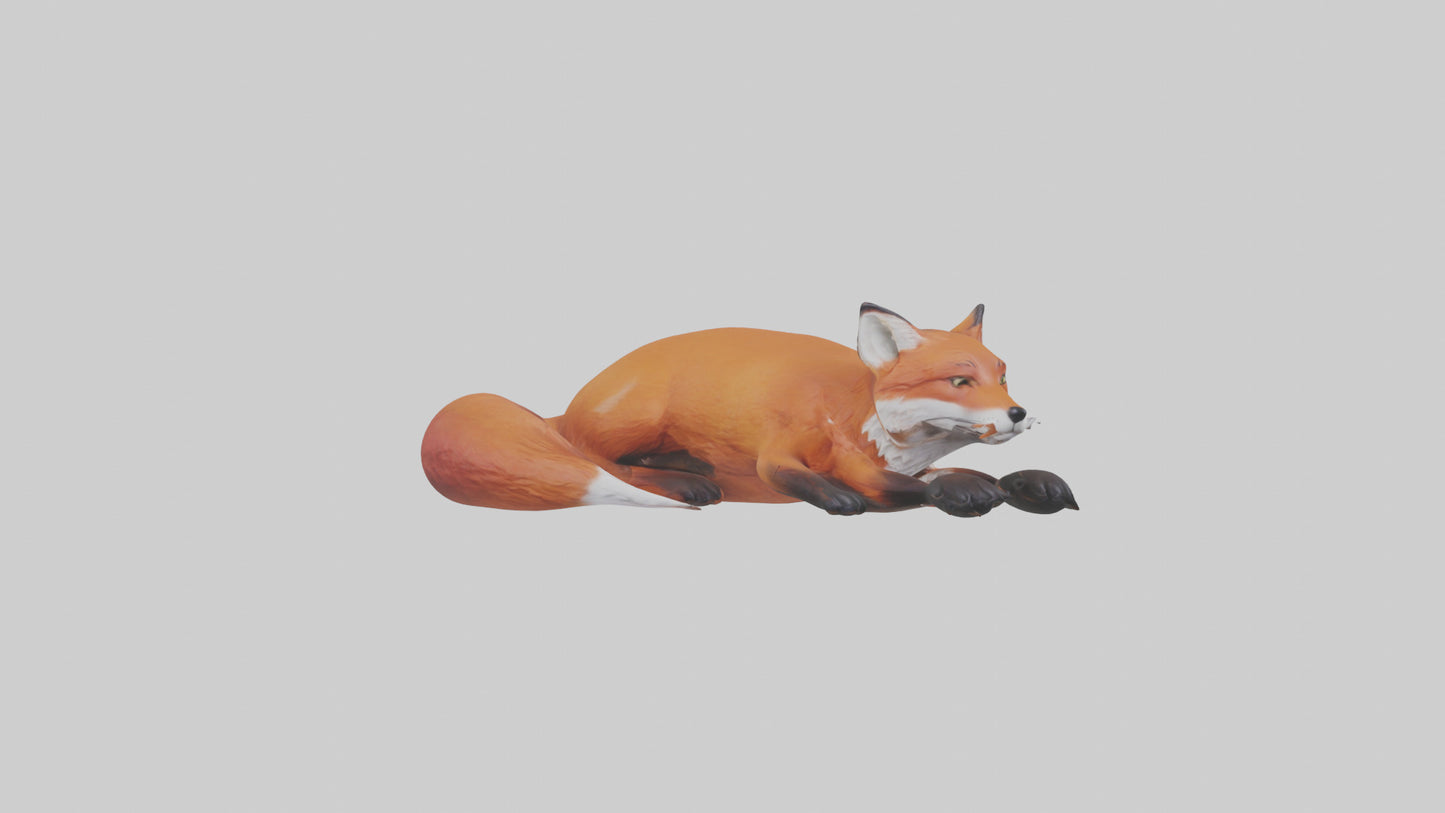 Red Fox resting model VR / AR / low-poly