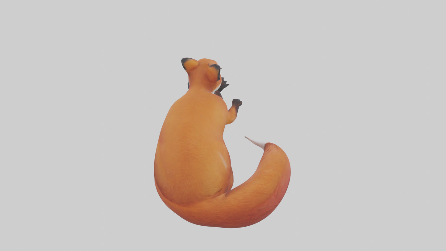Red Fox resting model VR / AR / low-poly
