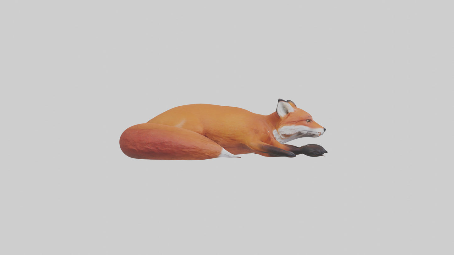 Red Fox resting model VR / AR / low-poly
