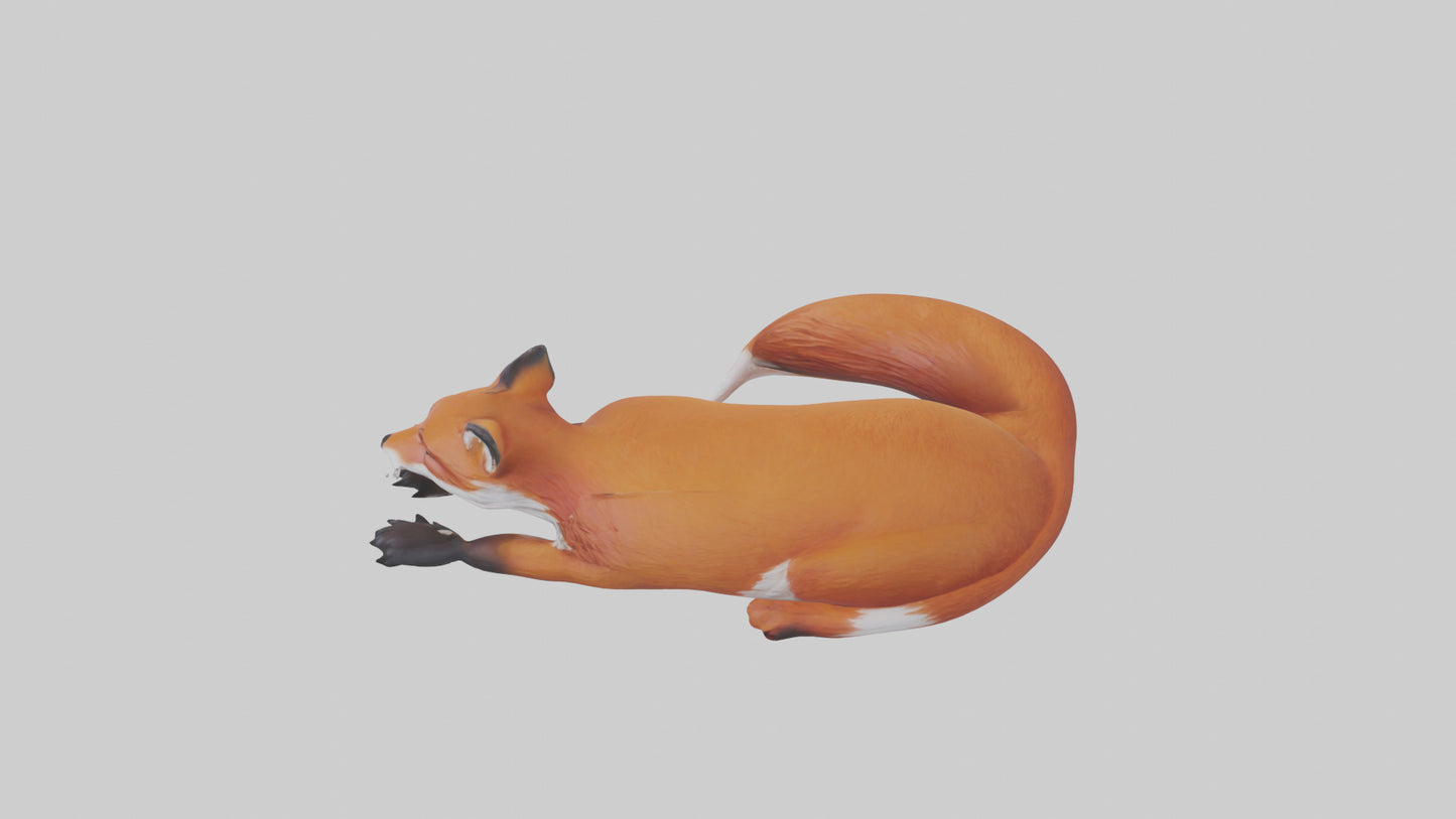 Red Fox resting model VR / AR / low-poly