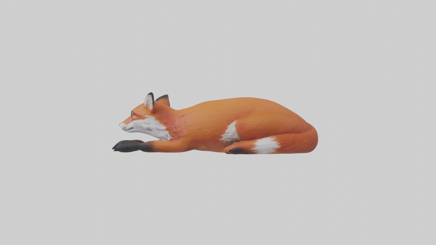Red Fox resting model VR / AR / low-poly