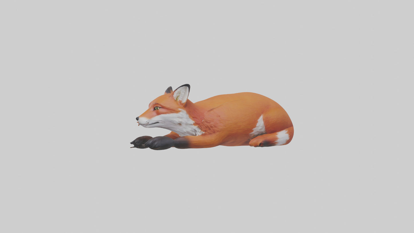 Red Fox resting model VR / AR / low-poly