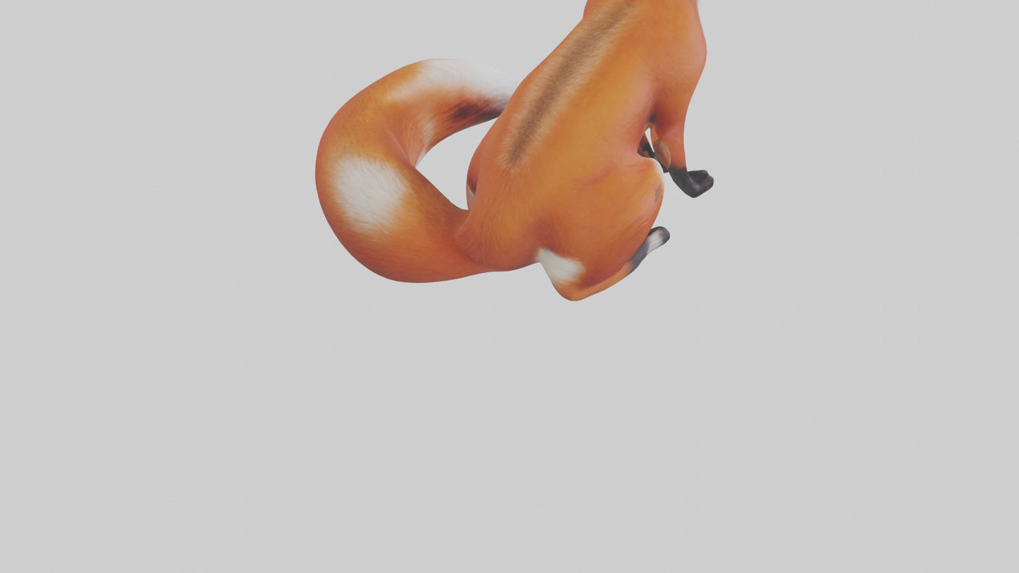 Red Fox sitting model VR / AR / low-poly