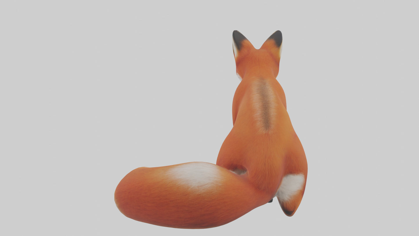 Red Fox sitting model VR / AR / low-poly