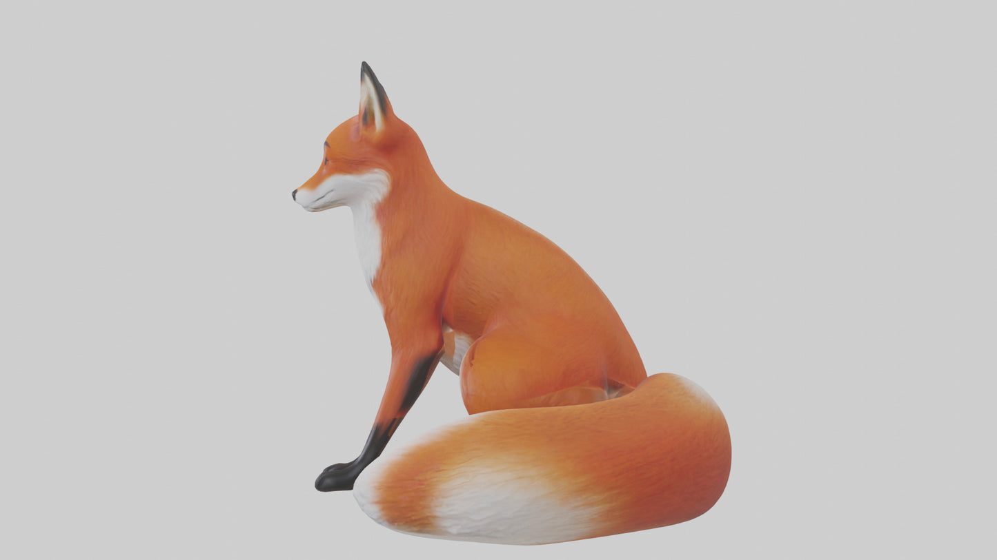 Red Fox sitting model VR / AR / low-poly