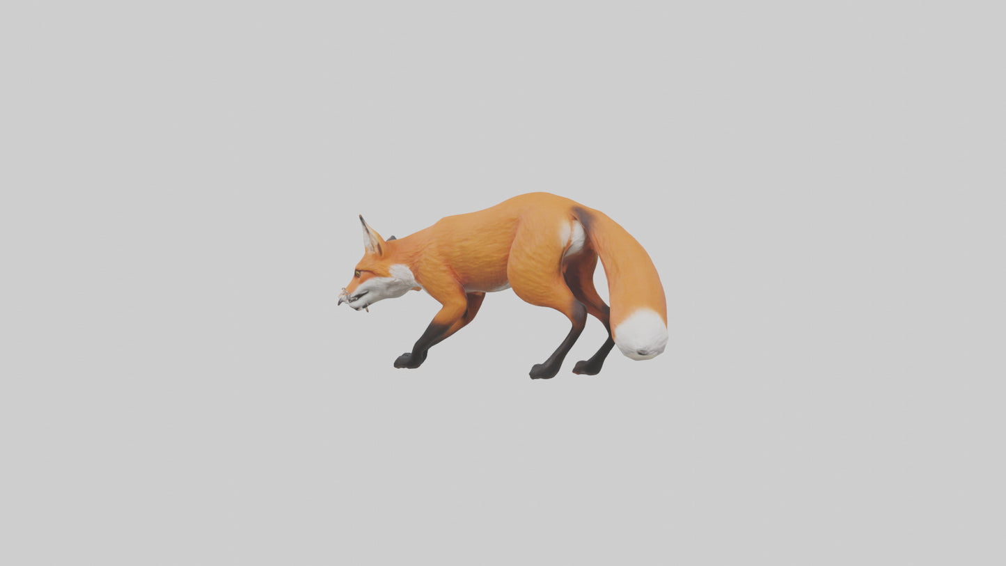 Red Fox stalking model VR / AR / low-poly