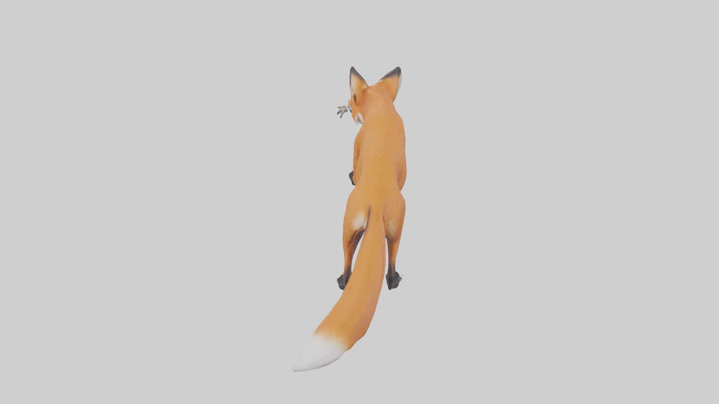 Red Fox stalking model VR / AR / low-poly