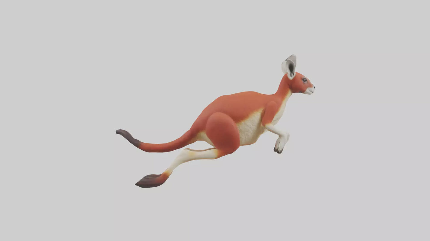 Red Kangaroo hopping model VR / AR / low-poly