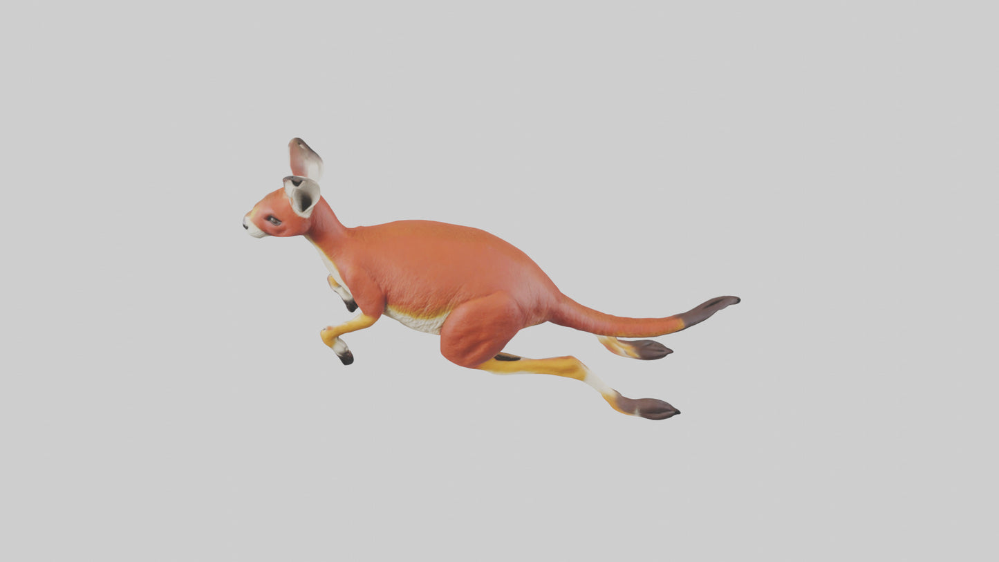 Red Kangaroo hopping model VR / AR / low-poly