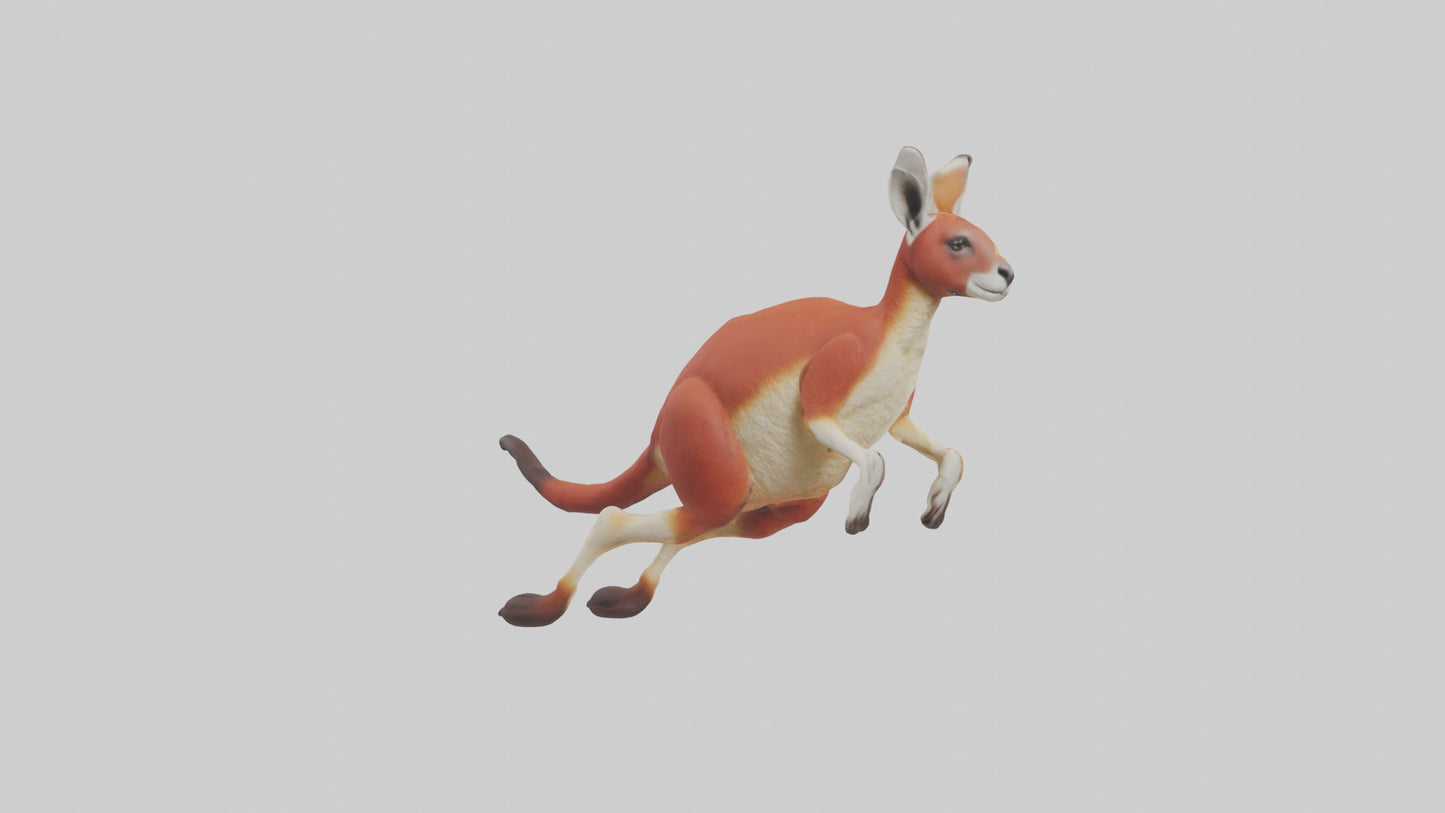 Red Kangaroo hopping model VR / AR / low-poly