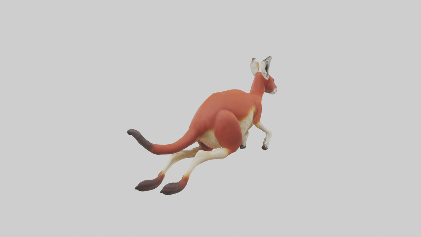 Red Kangaroo hopping model VR / AR / low-poly