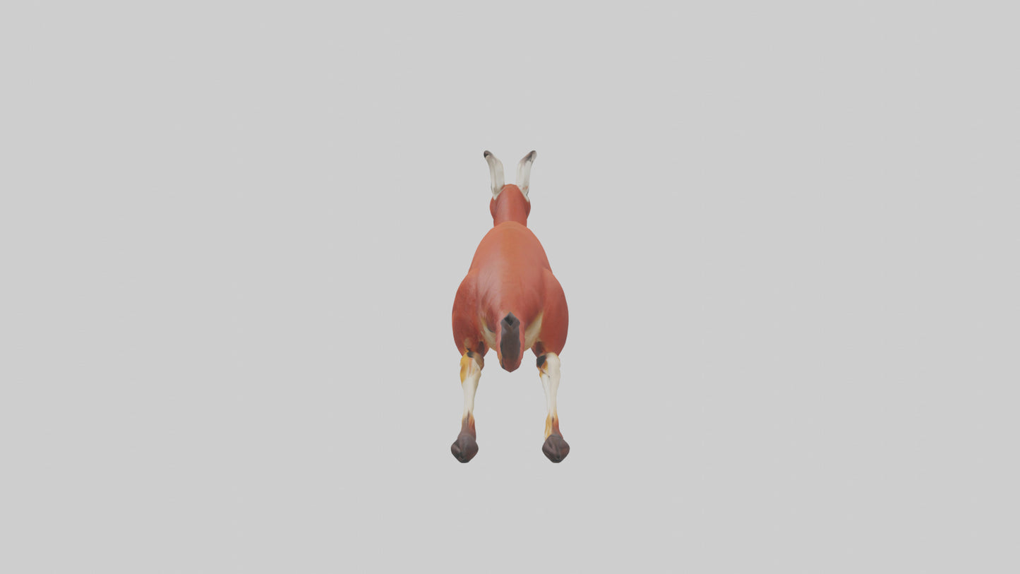 Red Kangaroo hopping model VR / AR / low-poly