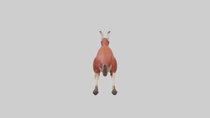 Red Kangaroo hopping model VR / AR / low-poly