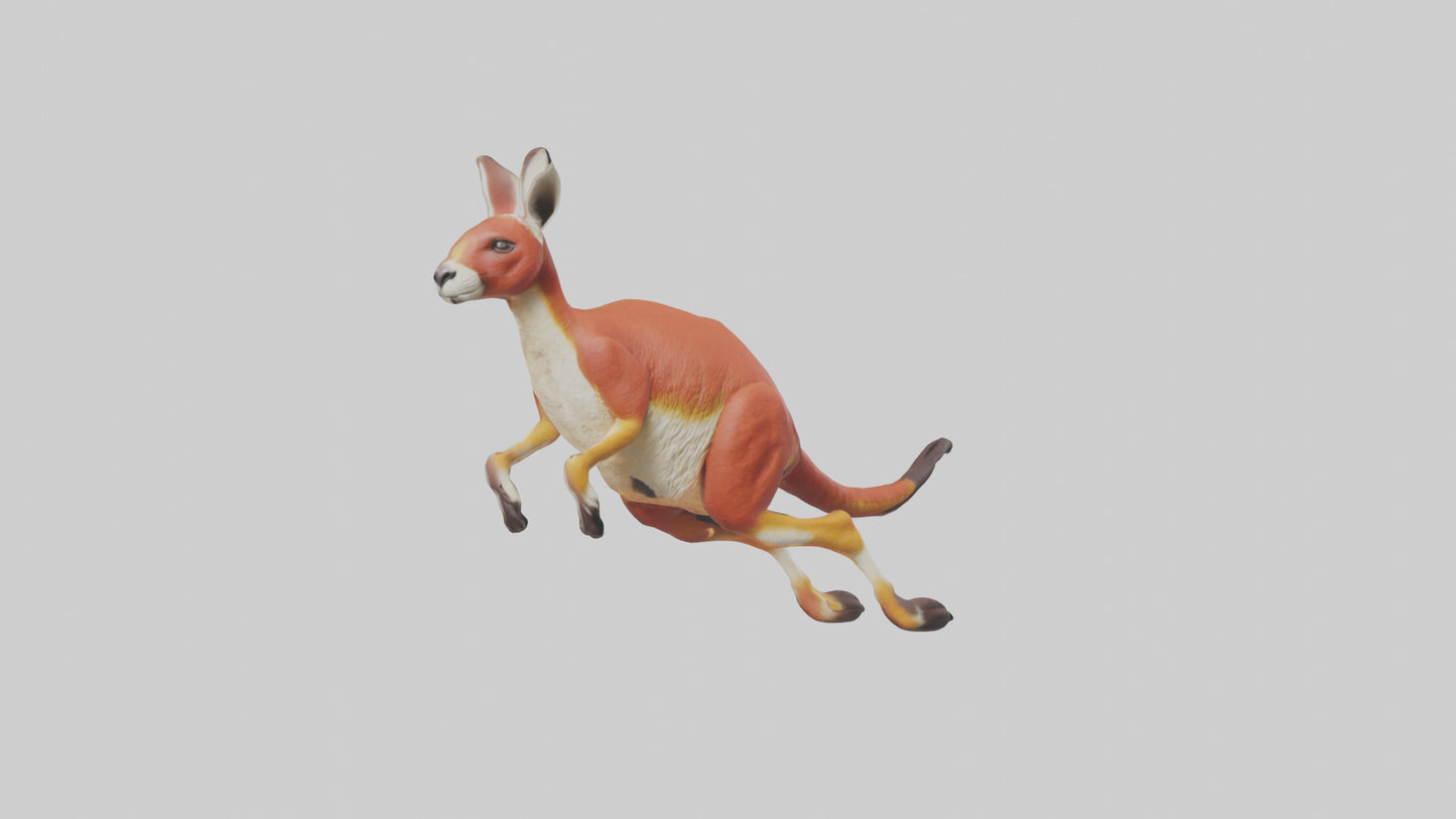 Red Kangaroo hopping model VR / AR / low-poly
