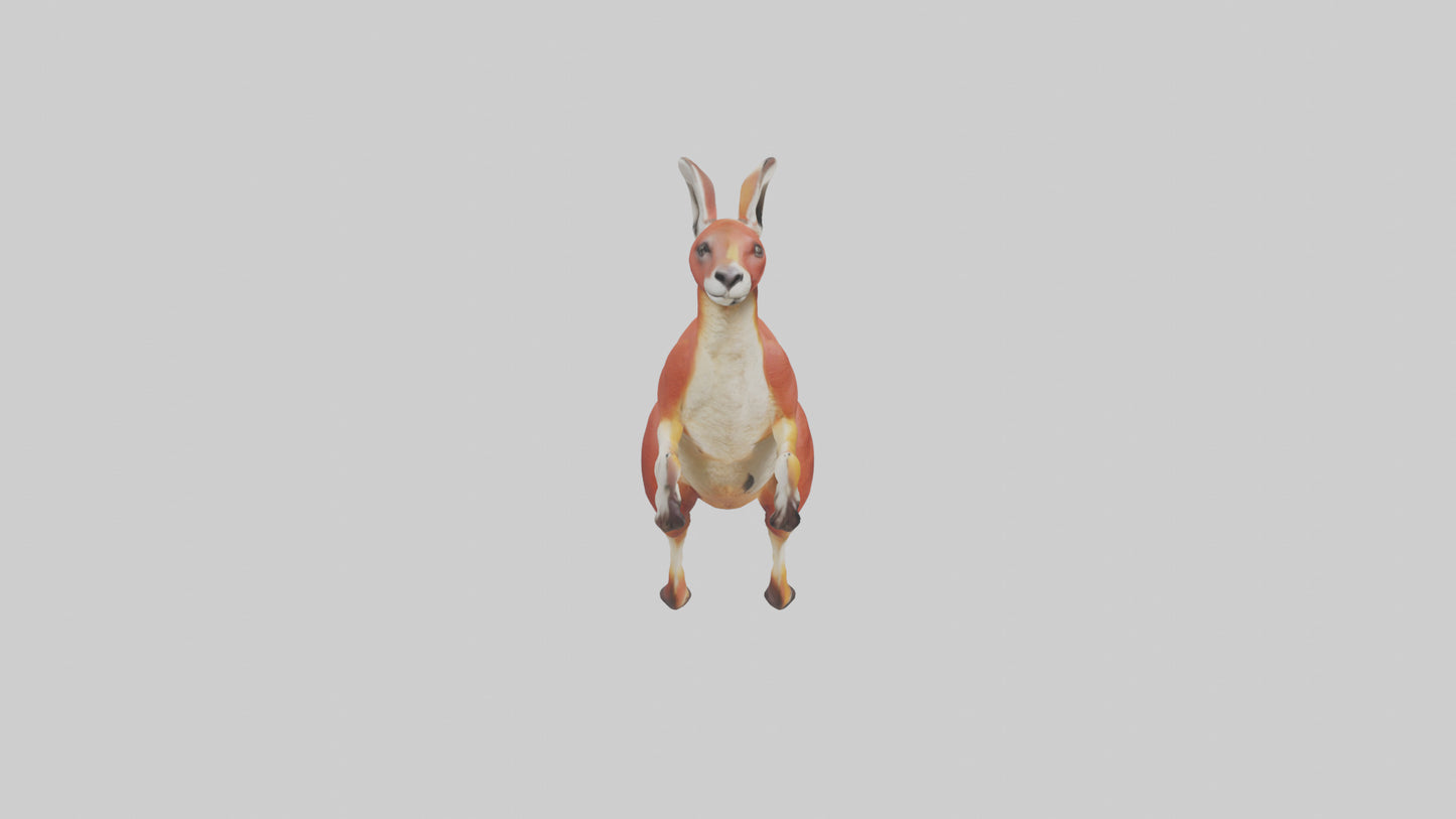 Red Kangaroo hopping model VR / AR / low-poly