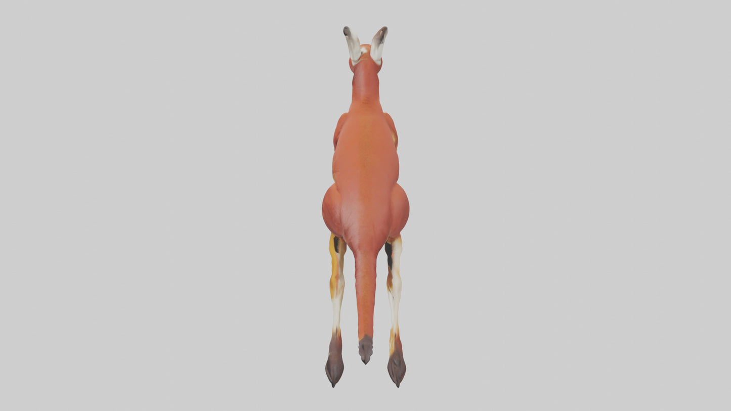 Red Kangaroo hopping model VR / AR / low-poly