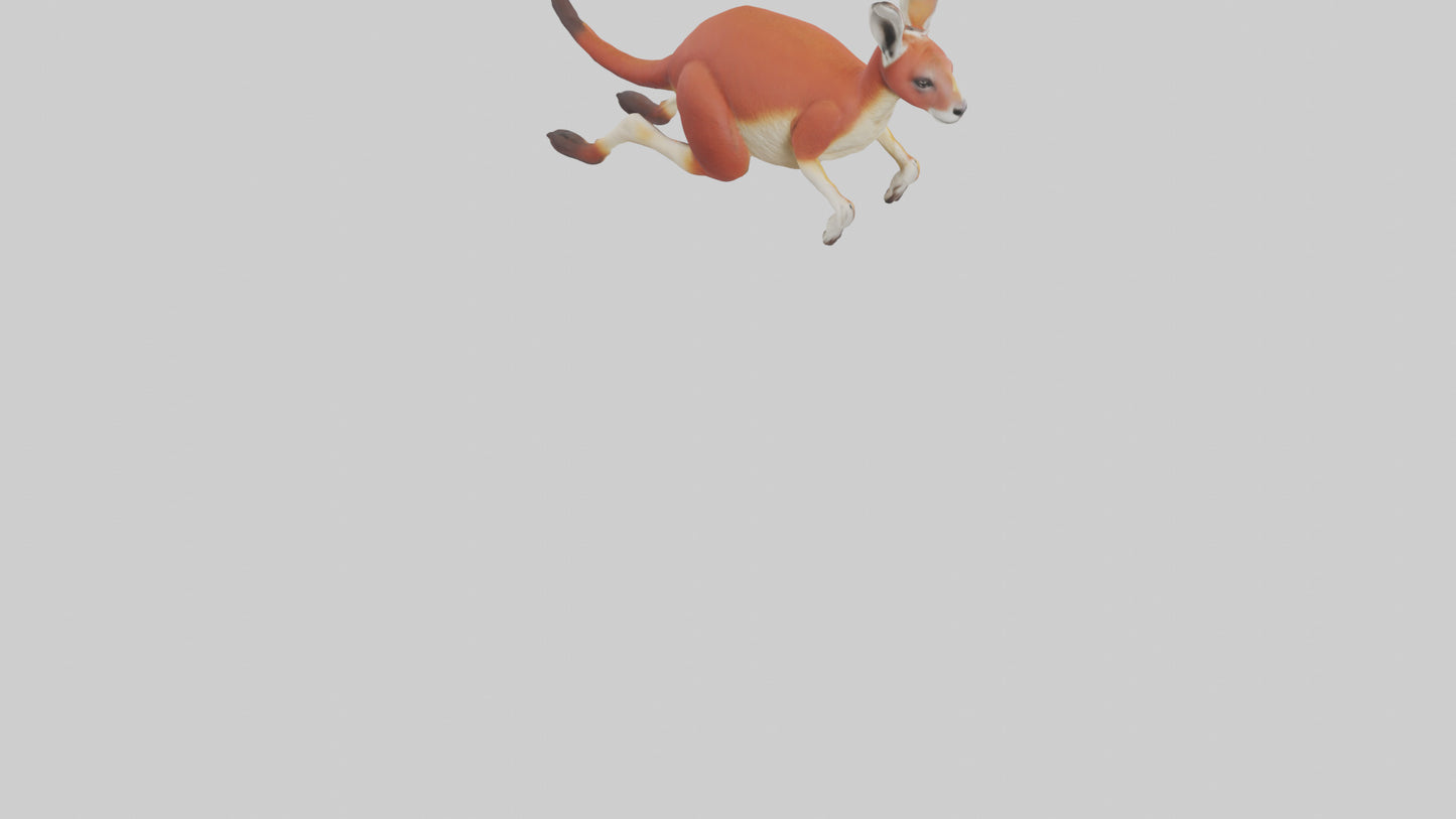 Red Kangaroo hopping model VR / AR / low-poly