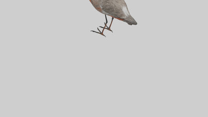 Red Knot feeding model VR / AR / low-poly