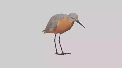 Red Knot feeding model VR / AR / low-poly