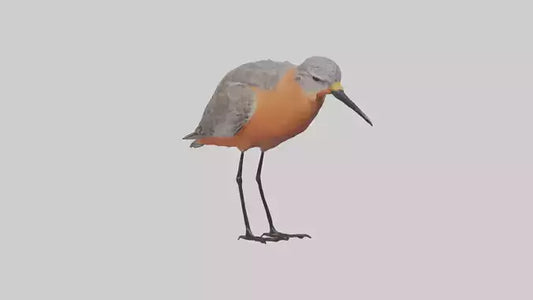 Red Knot feeding model VR / AR / low-poly