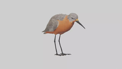 Red Knot feeding model VR / AR / low-poly