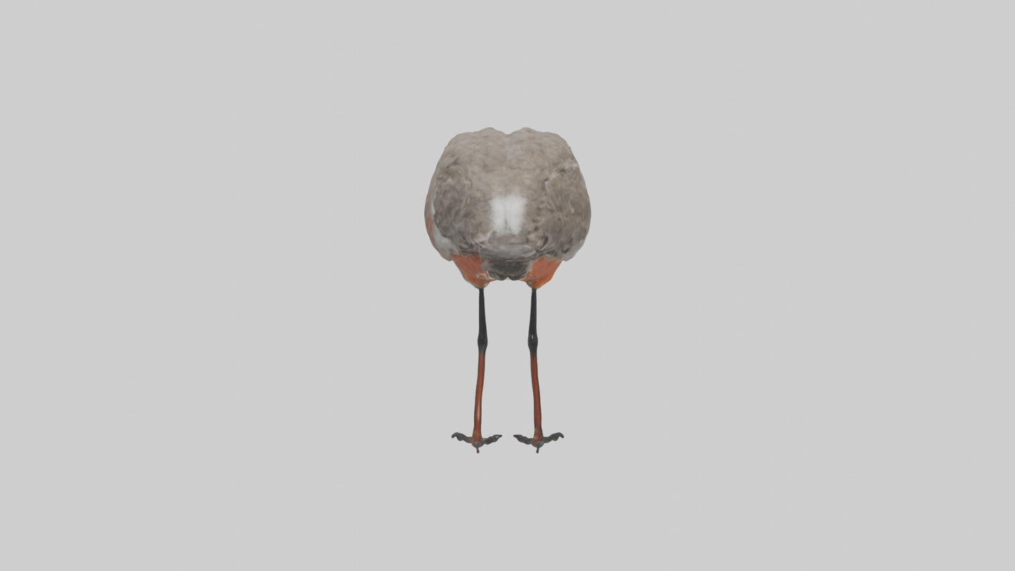 Red Knot feeding model VR / AR / low-poly