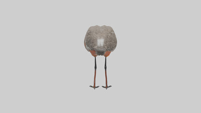 Red Knot feeding model VR / AR / low-poly