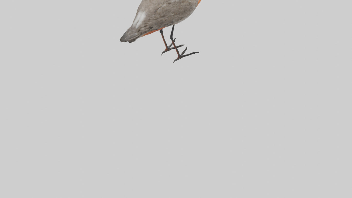 Red Knot feeding model VR / AR / low-poly