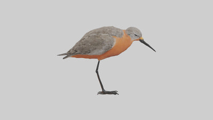 Red Knot feeding model VR / AR / low-poly