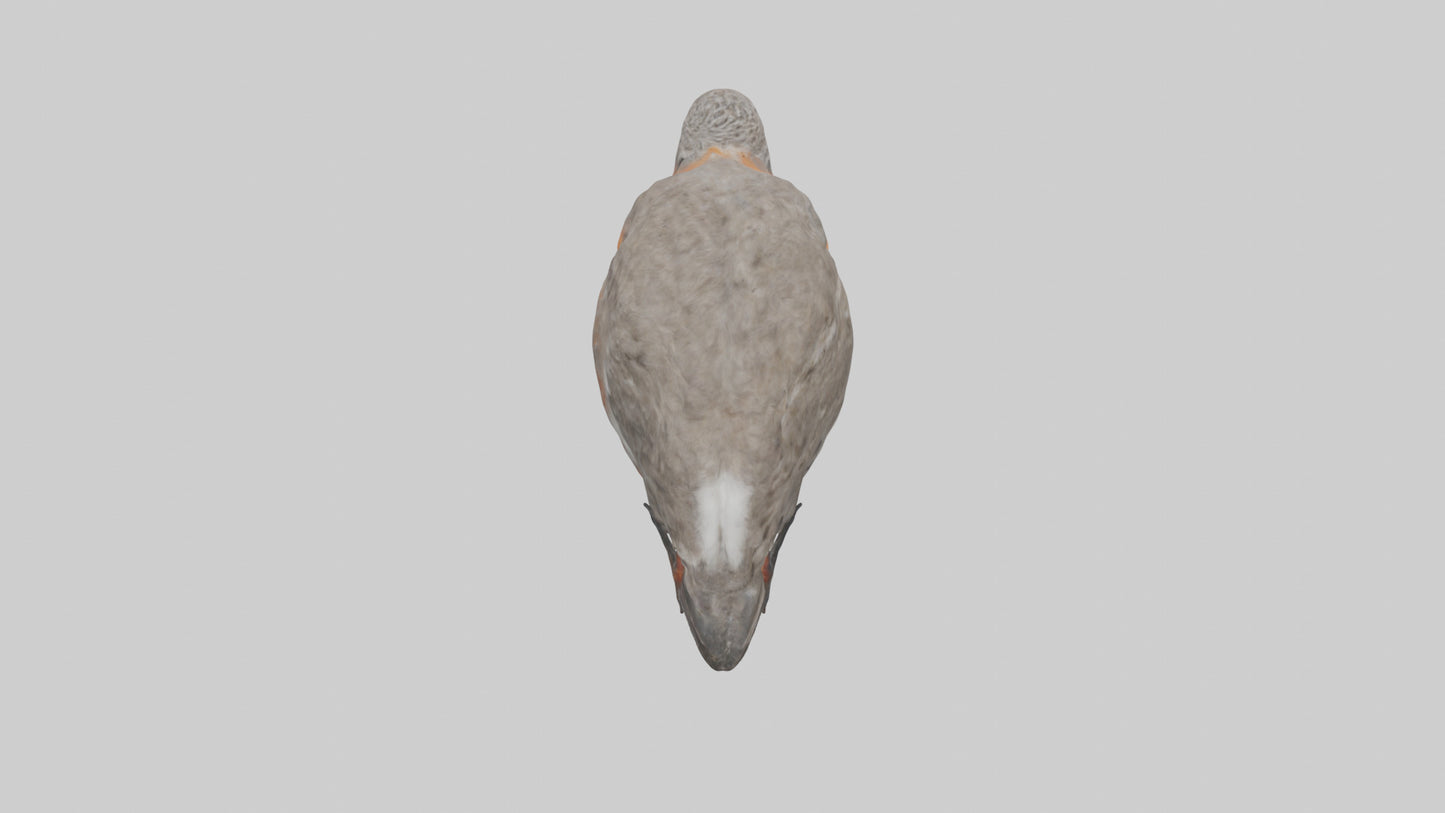 Red Knot feeding model VR / AR / low-poly