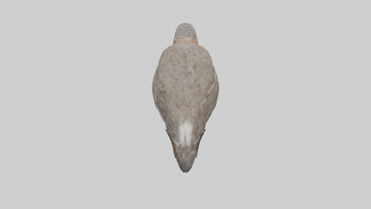 Red Knot feeding model VR / AR / low-poly