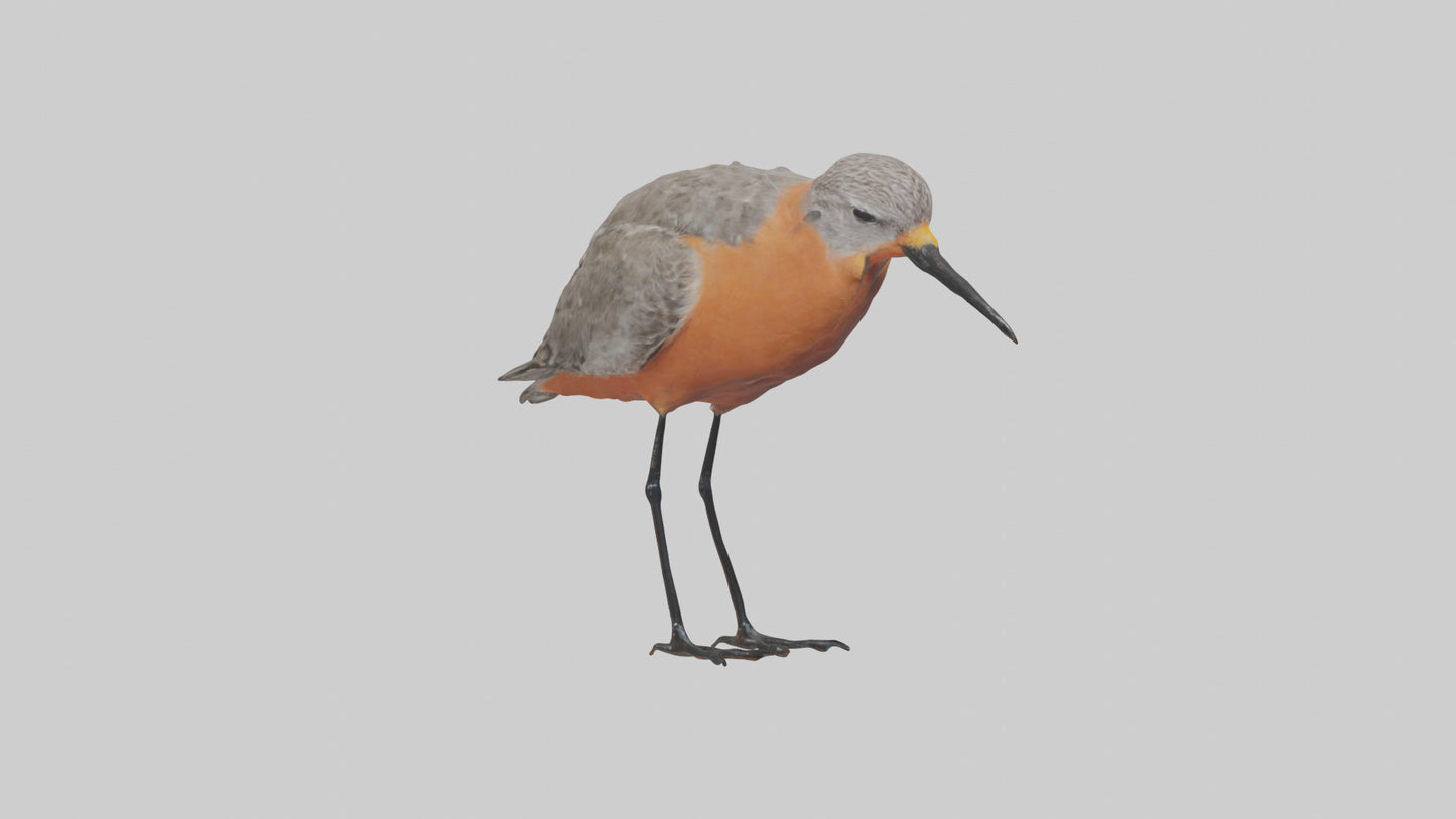 Red Knot feeding model VR / AR / low-poly
