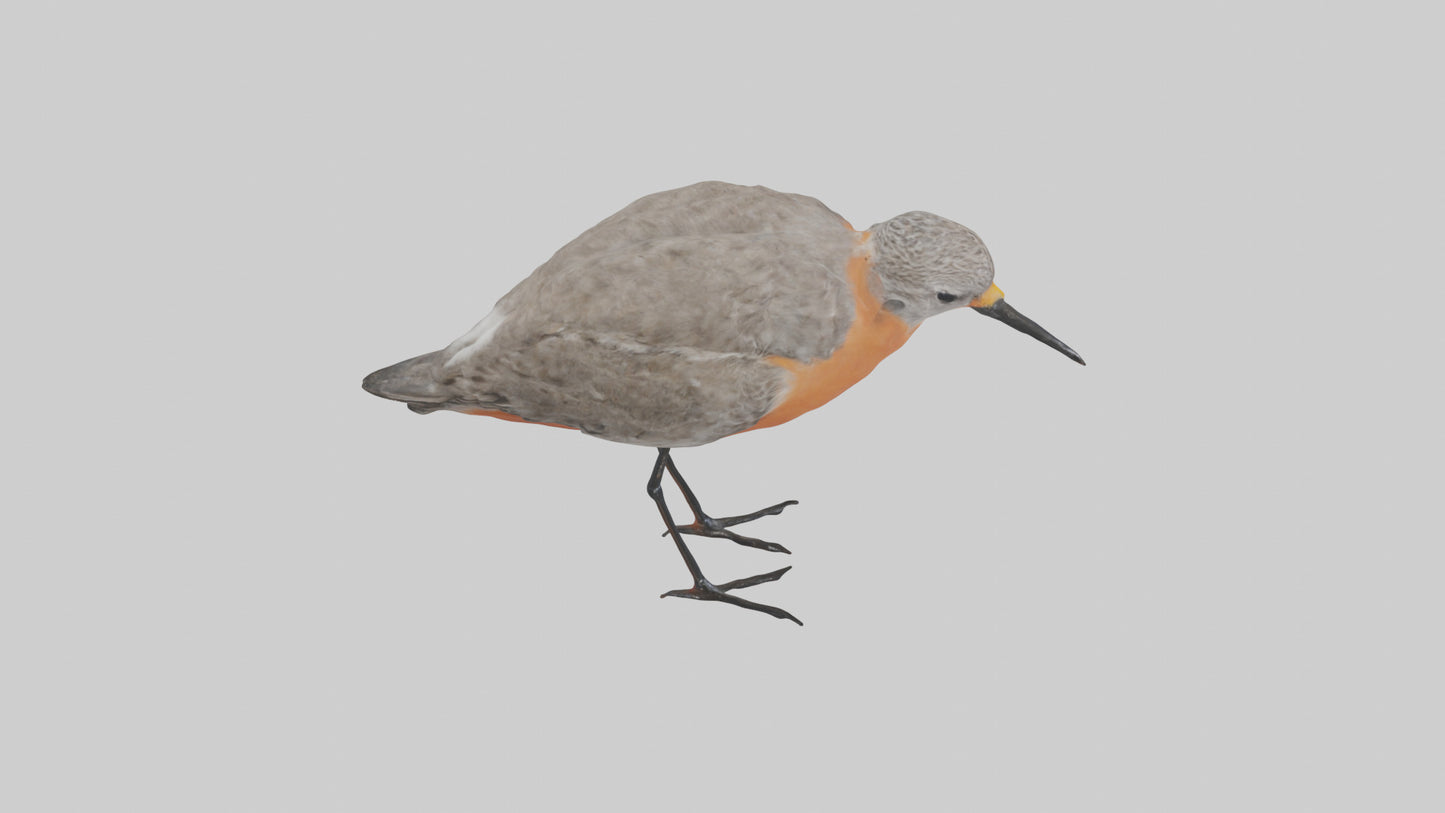 Red Knot feeding model VR / AR / low-poly