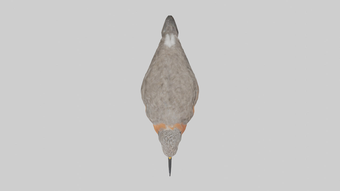 Red Knot feeding model VR / AR / low-poly