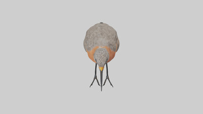 Red Knot feeding model VR / AR / low-poly