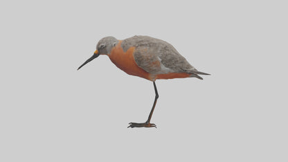 Red Knot feeding model VR / AR / low-poly