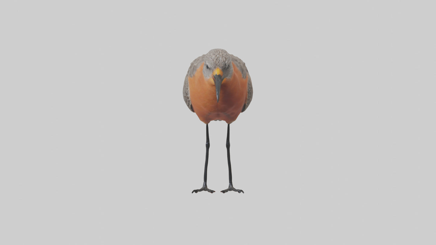 Red Knot feeding model VR / AR / low-poly