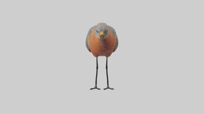 Red Knot feeding model VR / AR / low-poly