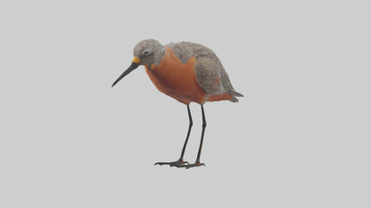 Red Knot feeding model VR / AR / low-poly