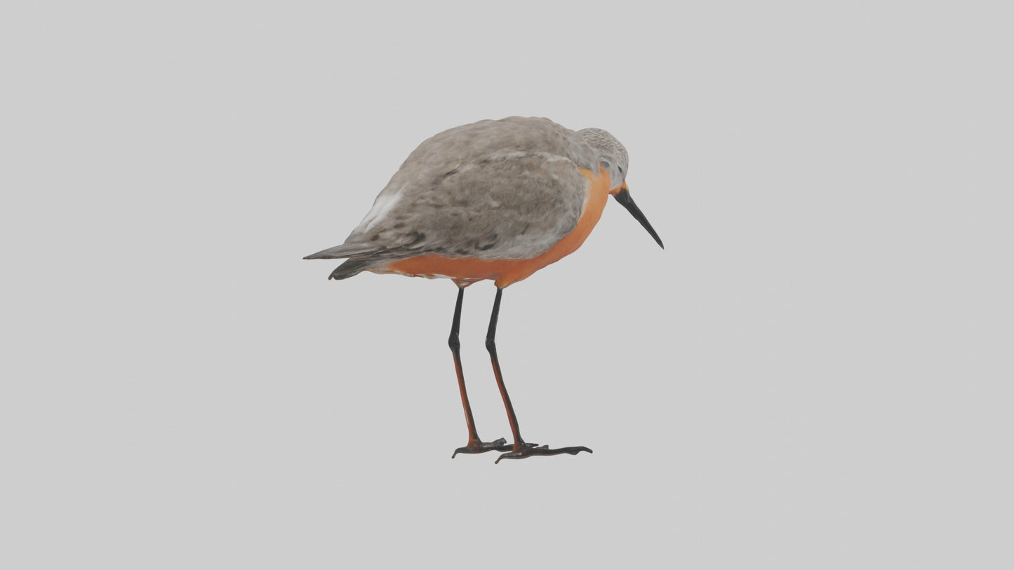 Red Knot feeding model VR / AR / low-poly