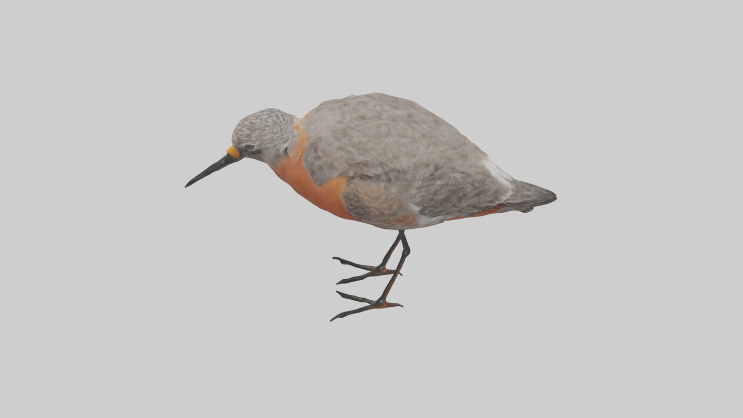 Red Knot feeding model VR / AR / low-poly