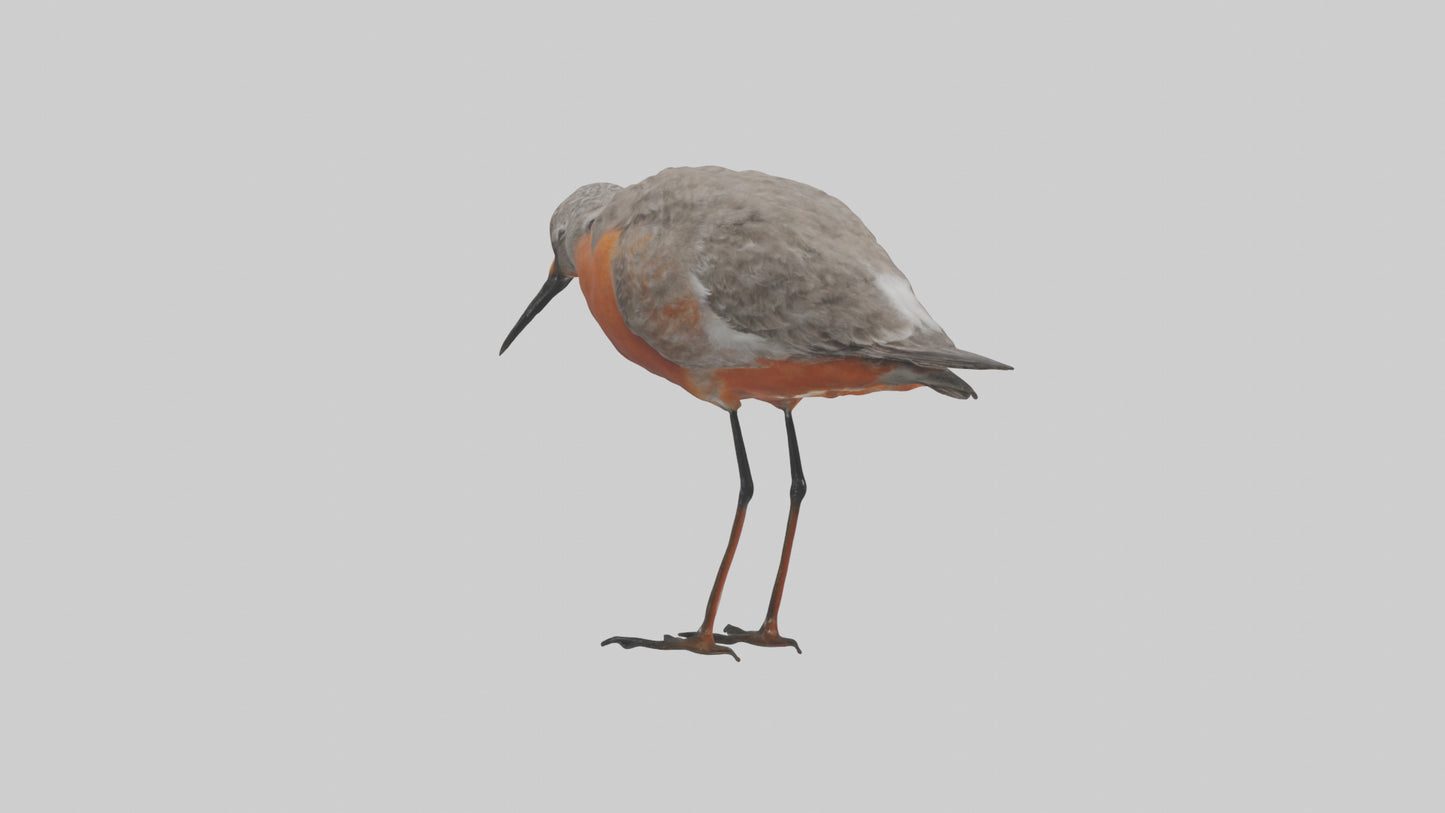 Red Knot feeding model VR / AR / low-poly