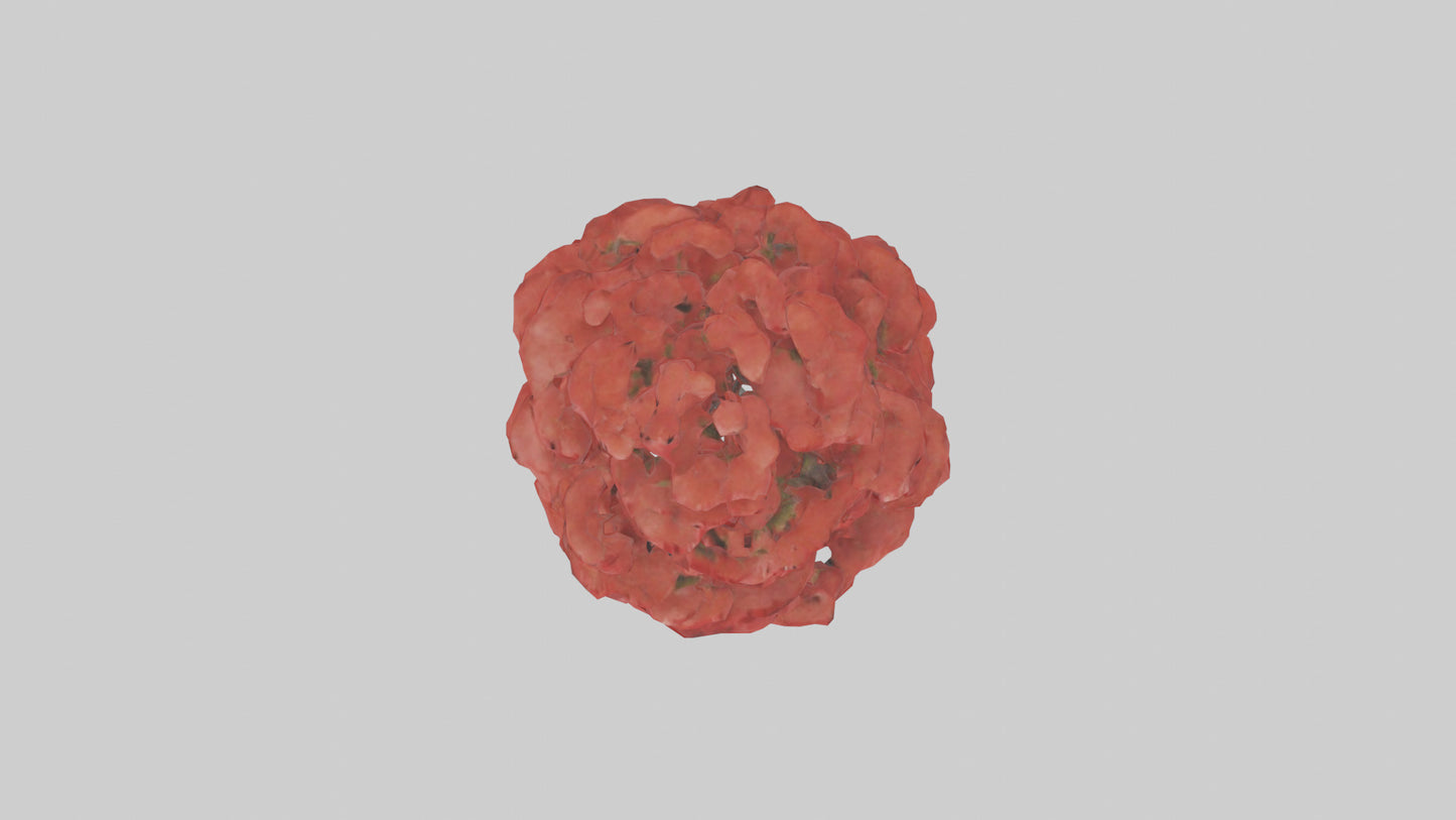 3D model Red Maple tree model VR / AR / low-poly