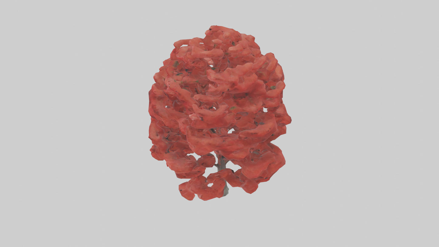 3D model Red Maple tree model VR / AR / low-poly