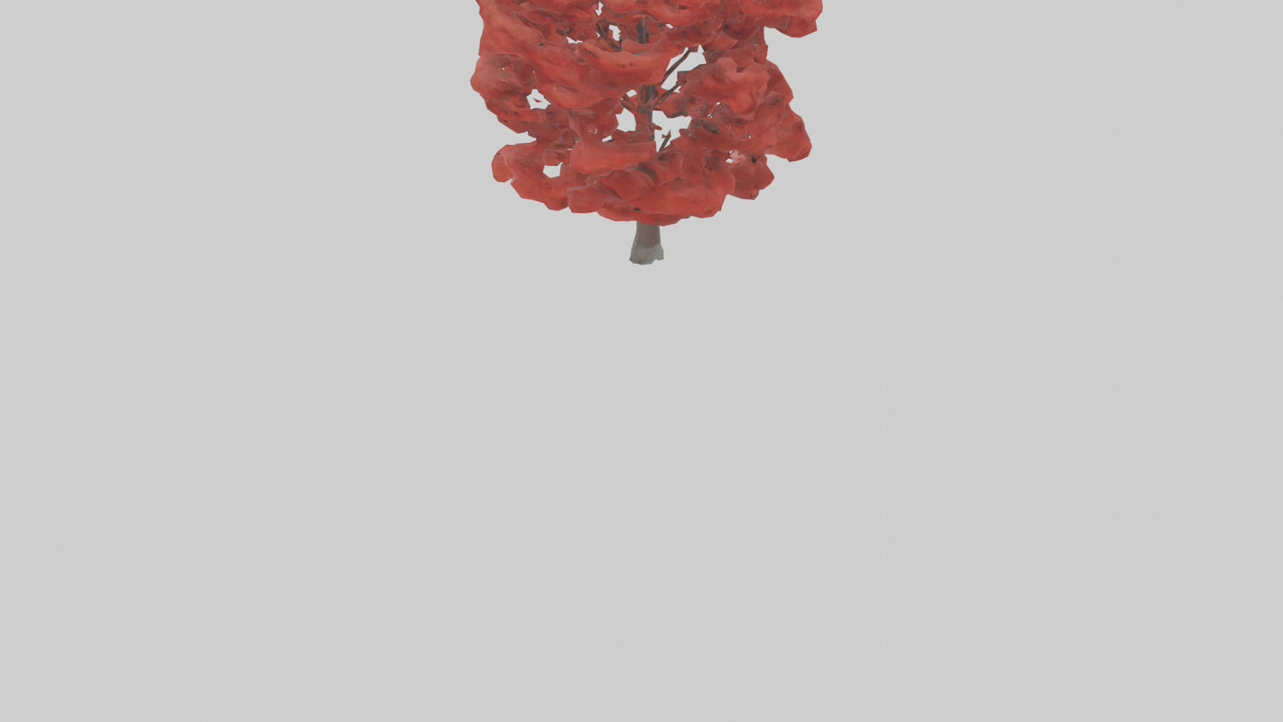 3D model Red Maple tree model VR / AR / low-poly