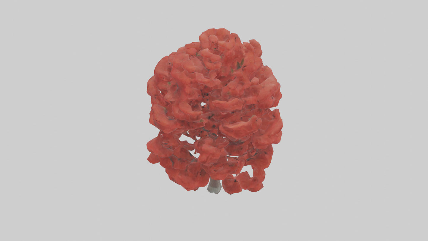 3D model Red Maple tree model VR / AR / low-poly